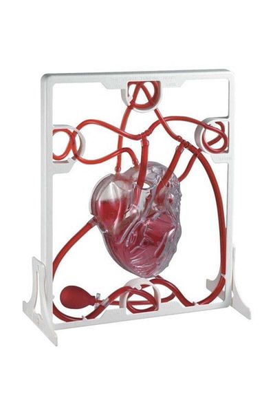 Ercan Oyuncak Heart Pumping Model
