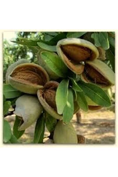 Bahçem Fidancılık Tüplü Badem Fidanı