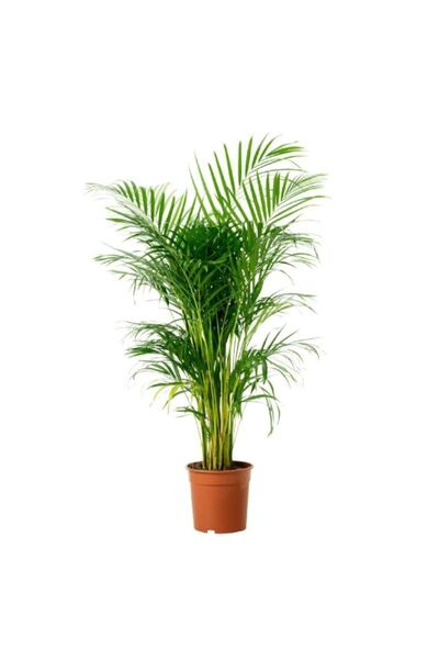truva tarım çiçek ve dekorasyon Areca Palmiyesi