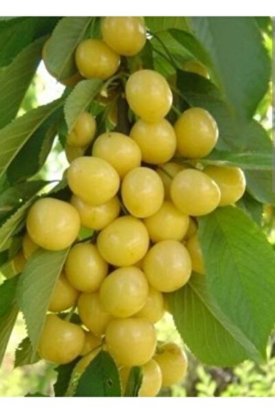 Doğan Fidancılık Starks Gold (BEYAZ) Kiraz 2 Yaş Tüplü 90-110cm