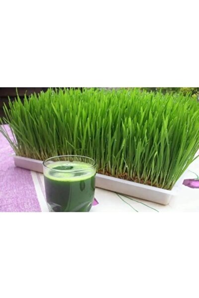 Ziraat Evim 1 KG Organik Buğday Tohumu Çimi- Kedi Çimi