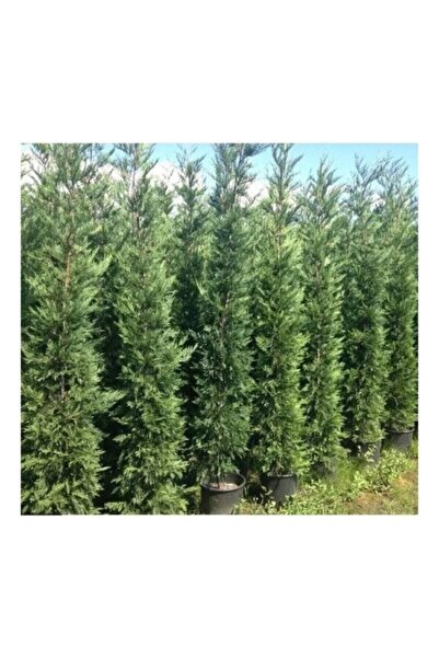 körfezgardens Bahçenizde Yeşilin İhtişamı 150 cm Leylandi Fidanları