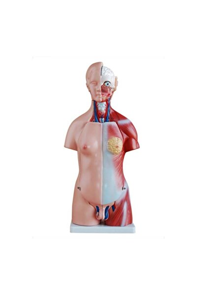 Genel Markalar Kaslı İnsan Anatomi Maketi İnsan Organ Maketi - 45 cm 23 Parçalı