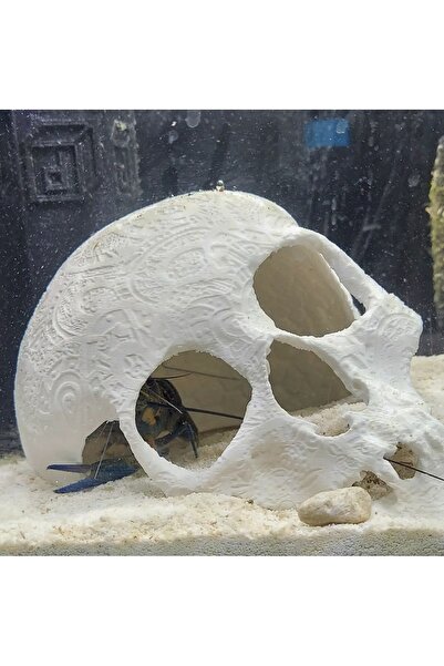 3dprintstudio Akvaryum Süsü Kuru Kafa Balık Süsü 16 Cm Çap
