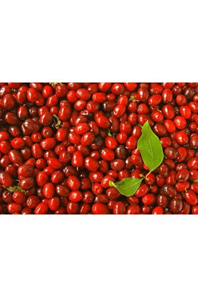 Erzurum İpekgurme Erzurum Ipek Gurme Tortum Taze-yaş Kızılcık Meyvesi 1 Kg Ipkg 4694