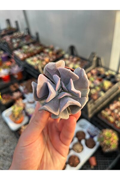 SukuLand Echeveria Cubic Frost Koleksiyonluk Özel Tür Sukulent 5,5cm Saksıda