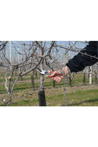 Generic Brand Foarfecă de tăiat 2 Tip nou 21.5 Cm 110220