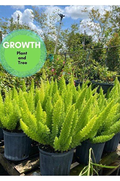 Berceste Peyzaj tasarım Tilki Kuyruğu Asparagus