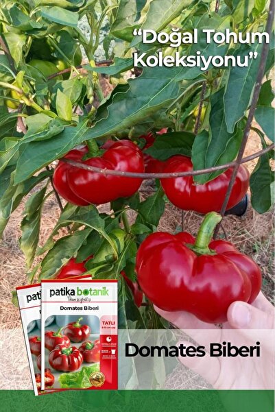 Patika Botanik 100 Adet Domates Biberi Tohumu