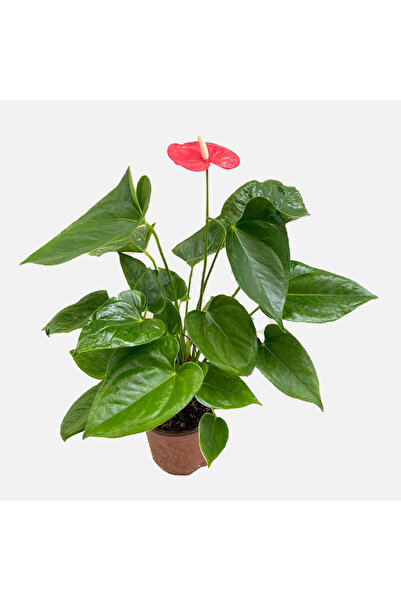 YEŞİLİMARKET Antoryum Çiçeği Anthurium <ÇİÇEKSİZ> Ev - Salon Saksı Çiçeği