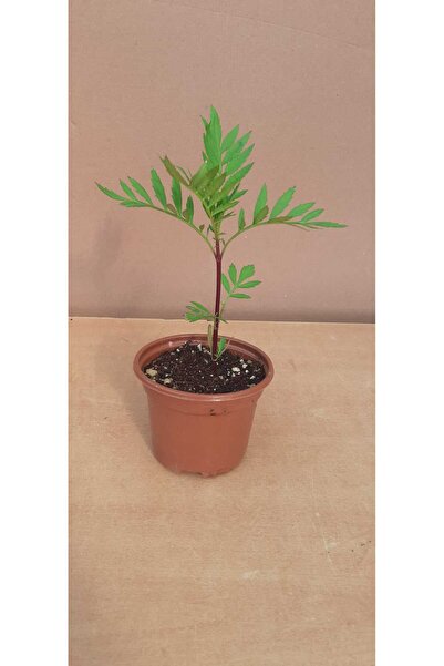 Kadife Çiçeği 8 Cm Saksıda