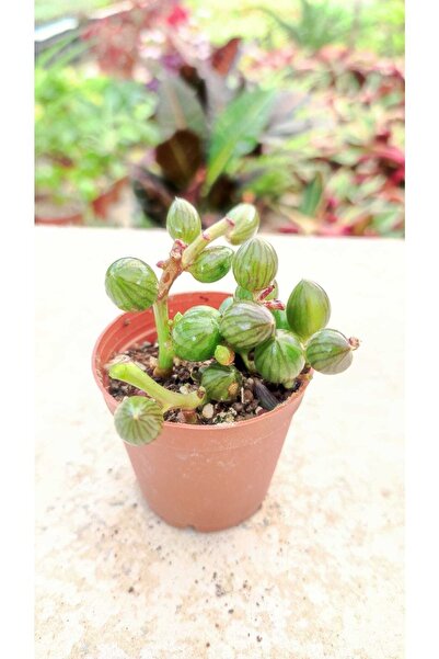 Genel Markalar Senecio Herreianus Karpuz Desenli Sukulet ( Nadir Tür Tesbih Çiçeği ) 5,5 Cm Saksıda