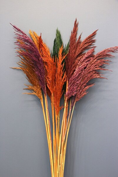 CYRUS Kuru Çiçek Pampas 15 Adet Renkli