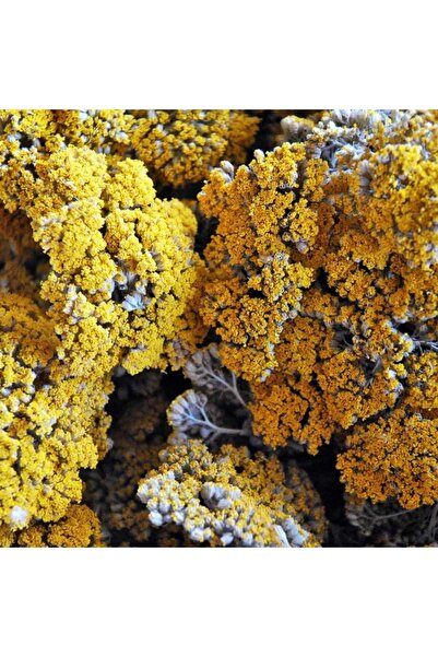 NATURELDOGA Civan Perçemi (akbaşlı, Ayvadana) Demet 60-80 Gr