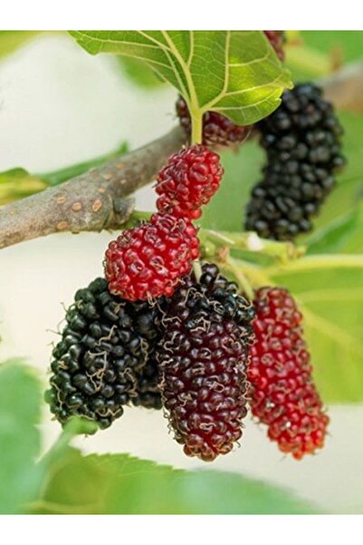 Efter Kara Dut Ağacı