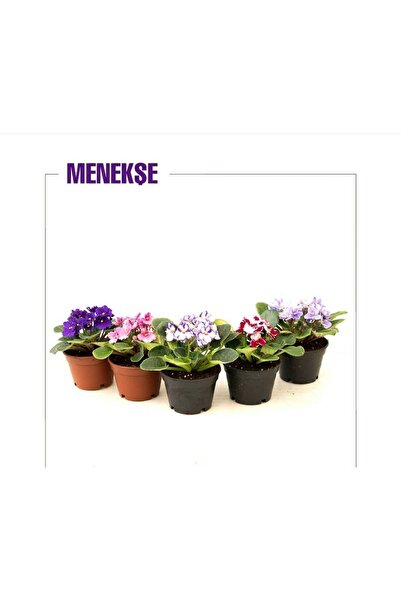 BotanikBahçem Mini Menekşe 5'li Set 10,5 Cm