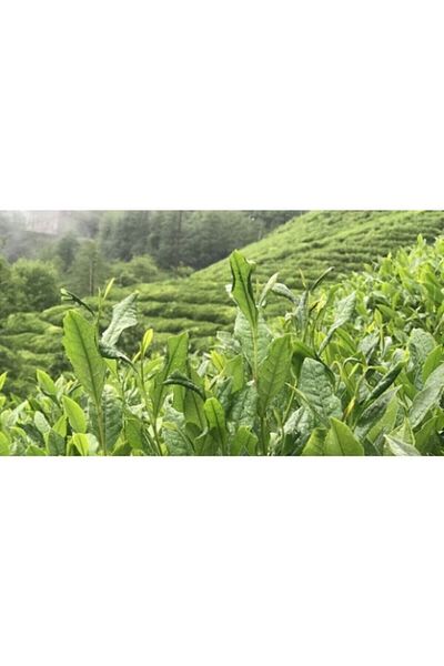 Çaykur Camellia Tea 500 gr 6 Pieces