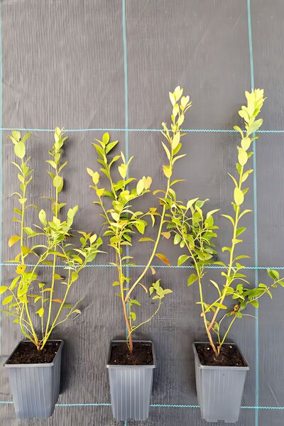 Öner Fidancılık Yaban Mersini, Blue Berry Fidanı (MAVİ SERTİFİKALI) Vaccinium...