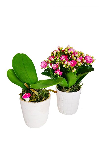 çiçekseli Mini Mor Orkide Ve Kalanchoe Beyaz Seramik 2 Li Set Saksıda & Canlı Bitki Hediye Çiçek Home