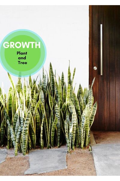 Berceste Peyzaj tasarım Sansevieria -Paşa Kılıçı