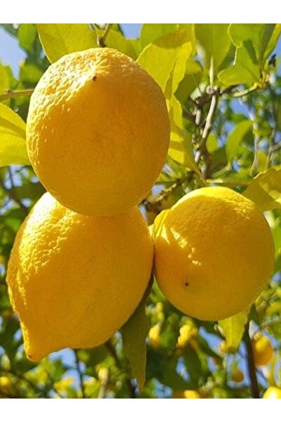 Efter Yediveren Limon Ağacı(Gelişmiş Boy)