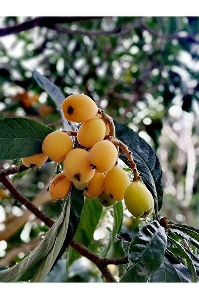 Efter Malta Eriği Yenidünya Ağacı(Gelişmiş Boy)
