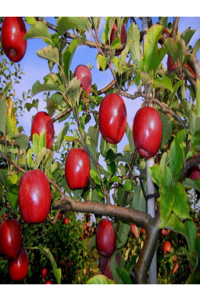 Efter Fuji Kiku Elma Ağacı(Gelişmiş Boy)