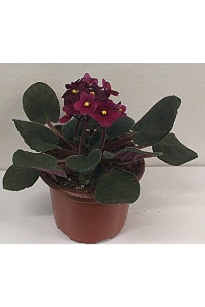 ÜÇLER ÇİÇEK Menekşe (afrika Menekşesi)kırmızı Menkşe