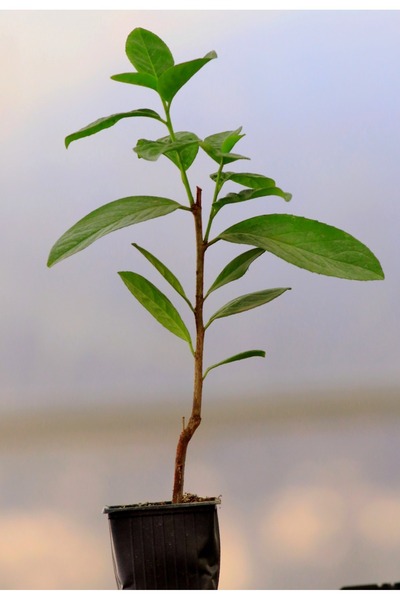 artemisiatıbbibitki Karayemiş Fidanı