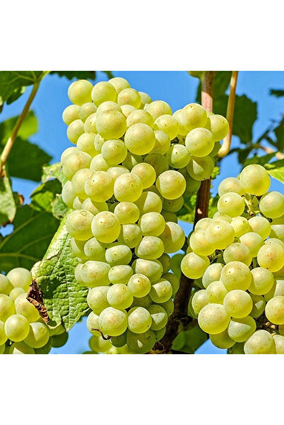 artemisiatıbbibitki Hasandede Üzüm Fidanı (Beyaz)
