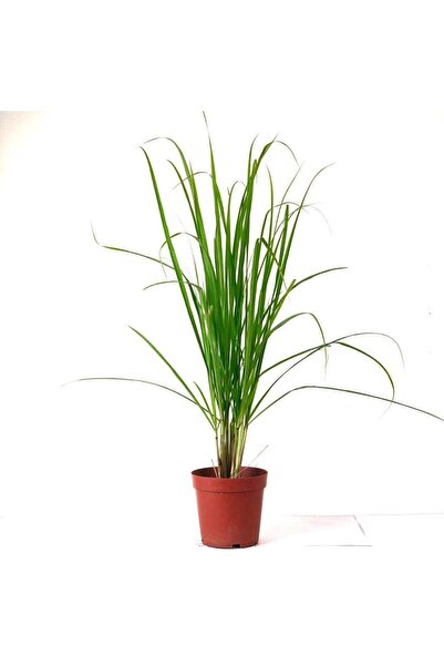 Lemongrass Fidesi