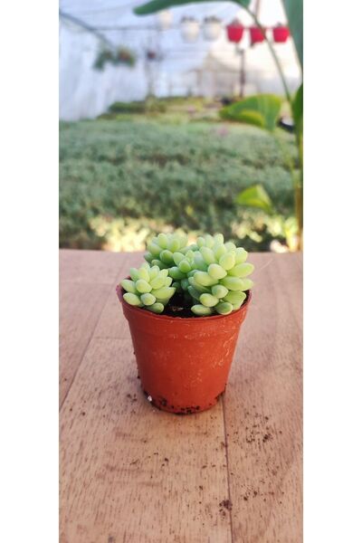 Ravza Çiçekçilik Sedum Burrito ( At Kuyruğu Sukulenti ) ( 5.5 Cm Saksıda ) Sarkan Sukulent