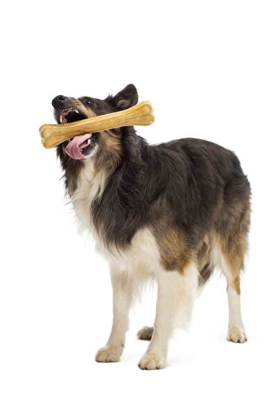 Eva & Wall-e Büyük Köpek Kemiği, Orta Irk Ve Büyük Irk Köpekler Için Diş Kaşıma ve Çiğneme 10' Lu 21cm
