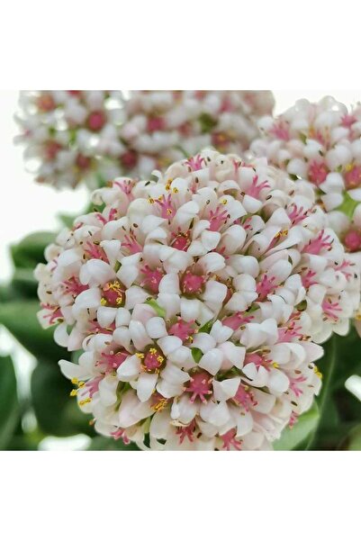 EGE GARDEN Crassula spring time bahar zamanı sukulent 5.5 cm saksıda suan cic...