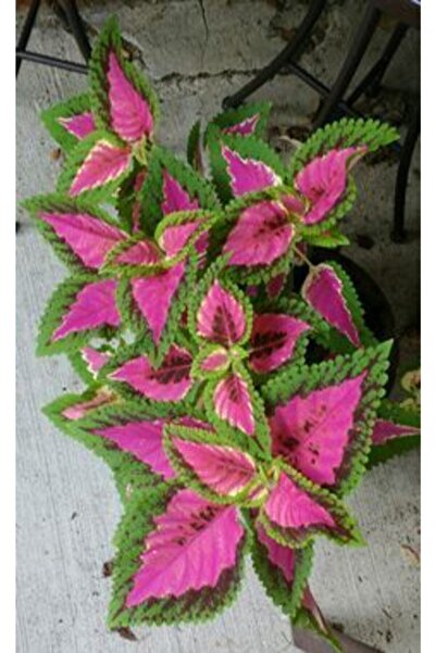 GARDENYA TOHUMCULUK 10 Adet Pembe Göbek Kolyos Çiçek Tohumu