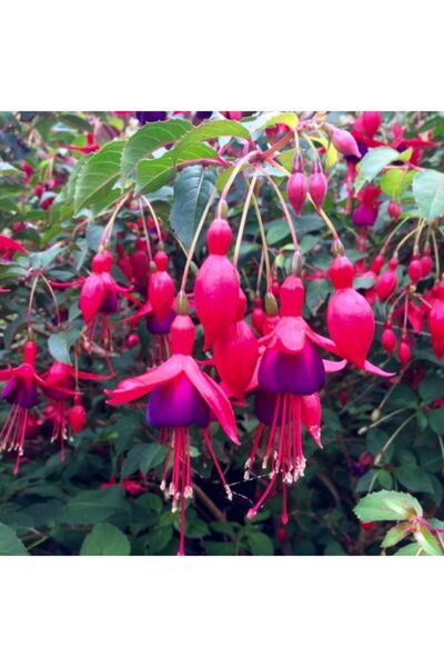 Murat Tohumculuk Küpeli Çiçeği Tohumu Karışık Yer Küpelisi Çiçek Tohumu 10 Ad...