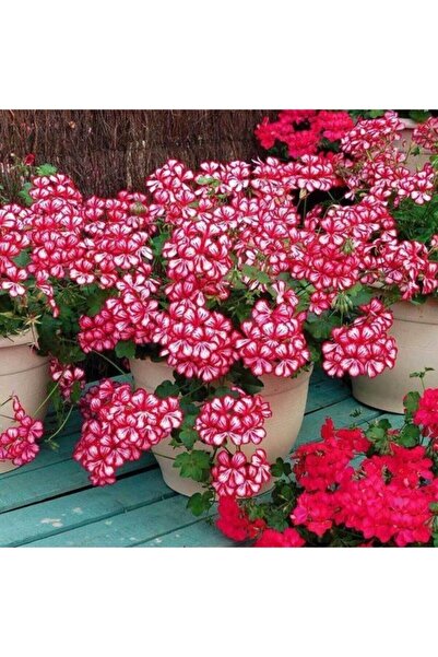 Genel Markalar Tohumculuk 10 Adet Alacalı Sakız Sardunya Çiçek Tohumu