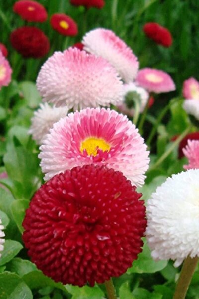 Köy Tohumları 10 Adet Tohum Nadir Pon Pon Çiçeği Tophumu Osmanlı Saray Çiçeği...