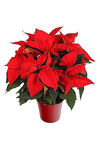 Boothas Atatürk Çiçeği Tohumu 15 Adet + Saksı + Torf - Set