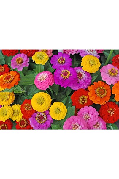 GARDENYA TOHUMCULUK Karışık Kaliforniya Zinya Kirli Hanım Çiçeği Tohumu