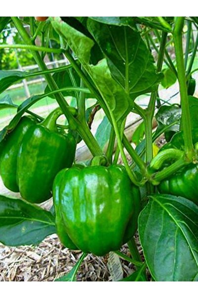 ERDEM GARDEN Doğal Antep Dolma Biberi Canan Sebze Tohumu 100 Ad. Yerli Tohum