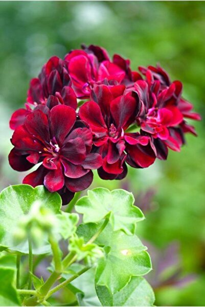 GARDENYA TOHUMCULUK 10 Adet Bordo Sardunya Çiçek Tohumu