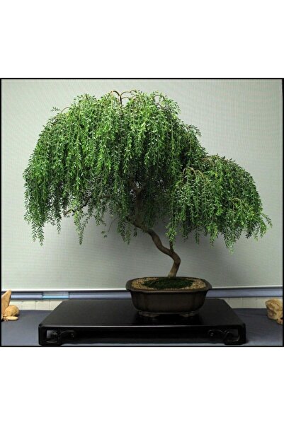 Murat Tohumculuk Bodur Bonsai Kıbrıs Akasya Ağacı Tohumu Ekim Seti 5 Adet Toh...