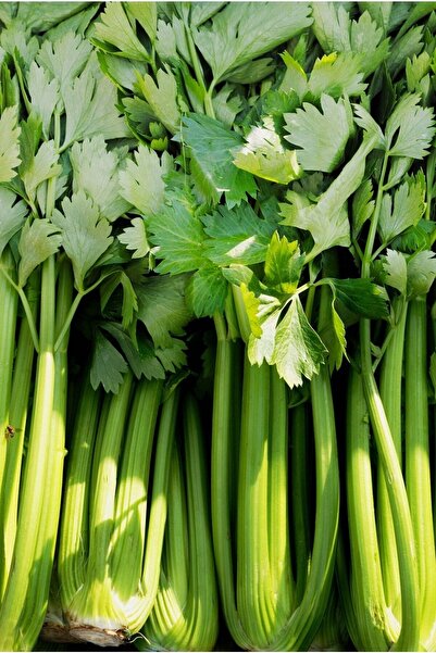 ZENGARDEN EV VE BAHÇE Yaprak Kereviz Tohumu