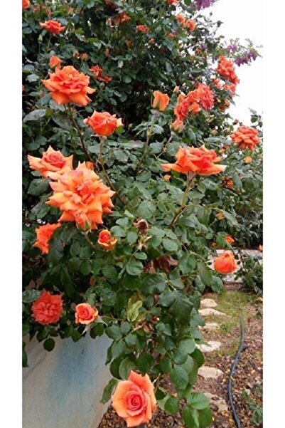 Genel Markalar Turuncu Sarmaşık Gül Tohumu Turuncu Gül Tohumu 5 Adet Tohum