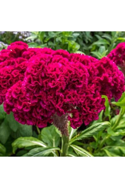 Genel Markalar Horoz Ibiği Tohumu 5 Adet ( %100 Çimlenme )