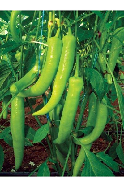 ERDEM GARDEN Doğal Sivri Tatlı Biber Sebze Tohumu Yalova Çarliston 100 Ad. Ye...