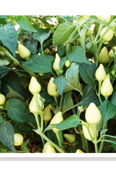 ERDEM GARDEN Doğal Turşuluk Badem Biberi Misket 100 Adet Tohum