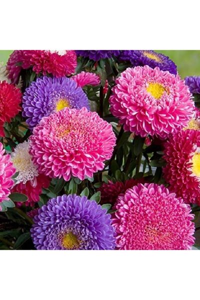 GARDENYA TOHUMCULUK Saray Patı Çiçeği Tohumu - Besin Bitki