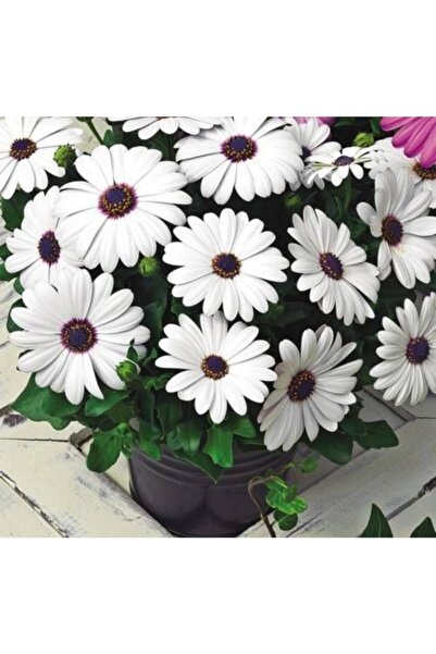 FarmLife Tohum Beyaz Renkli Afrika Papatyası Tohumu (20 Tohum)